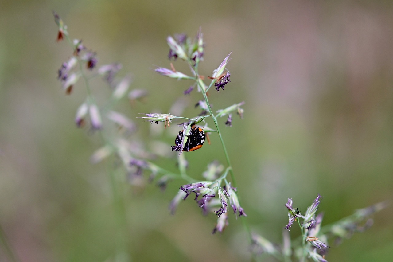 Is Anthropocentrism Still Relevant in Environmental Ethics?